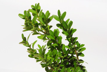 Boxwood branch isolated on white background