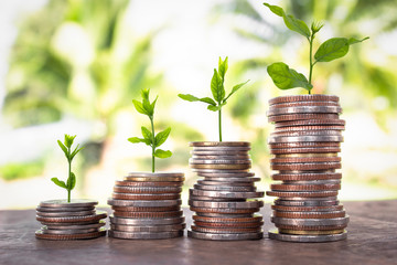 Financial planning, Money growth concept. Coins with young plant on table with backdrop blurred of...