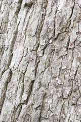 Pine tree bark background