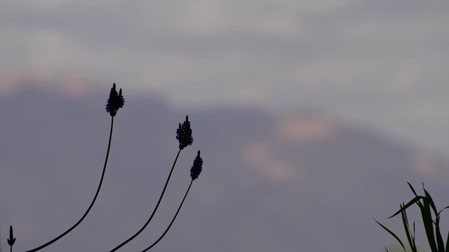 Moving flower of lavender on background of mountains