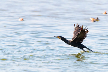 Cormorant Black cormorant playing in water