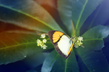 Beautiful butterfly collecting nectar from flower