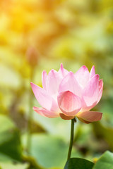 Obraz na płótnie Canvas Soft pink lotus flower on light background