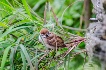 sparrow on branch