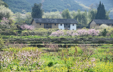 Fototapeta na wymiar Rural landscape,Peach Blossom in moutainous area in shaoguan district, guangdong province, China