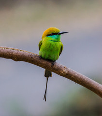bee-eater