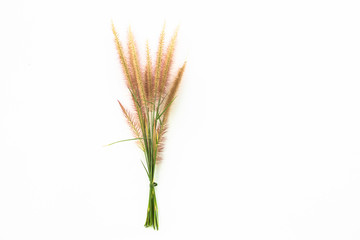 Fototapeta premium Flower grass on white background
