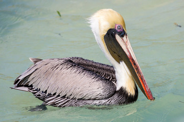 Wild brown pelican outside of Fort Jefferson in Dry Tortugas National Park (Florida).