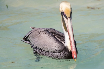 Wild brown pelican outside of Fort Jefferson in Dry Tortugas National Park (Florida).