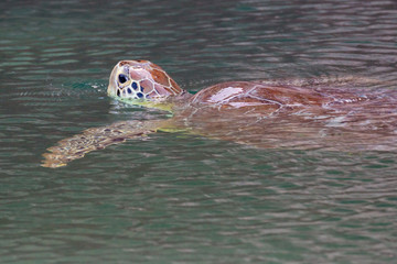 Obraz premium A wild green sea turtle swimming around the moat outside of Fort Jefferson in Dry Tortugas National Park (Florida).