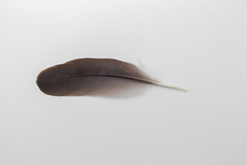 Black feather of bird on white background. real feather plume from nature.