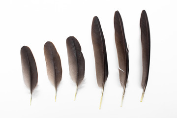 Black feather of bird on white background. real feather plume from nature.