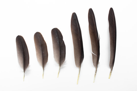 Black Feather Of Bird On White Background. Real Feather Plume From Nature.