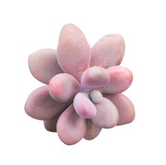 Miniature succulent plants isolated