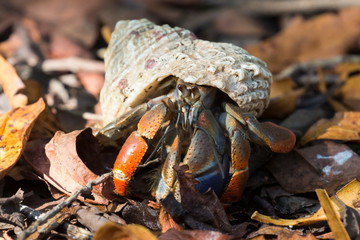 A wild hermit crab in the leaves outside of Fort Jefferson in Dry Tortugas National Park (Florida).