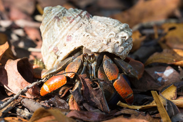 A wild hermit crab in the leaves outside of Fort Jefferson in Dry Tortugas National Park (Florida).