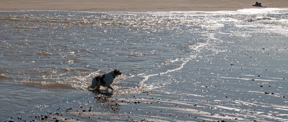 Brittany spaniel dog swimming at the mouth of Santa Clara river and the Pacific ocean at Ventura California United States
