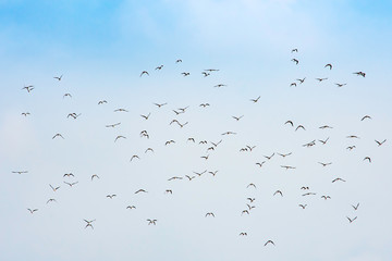 Flocks of birds flying in the sky.