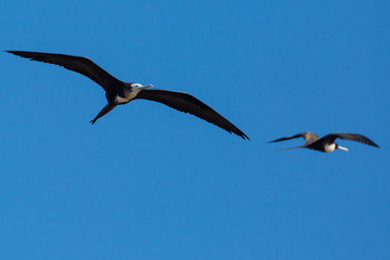 Wild frigatebird outside of Fort Jefferson in Dry Tortugas National Park (Florida).