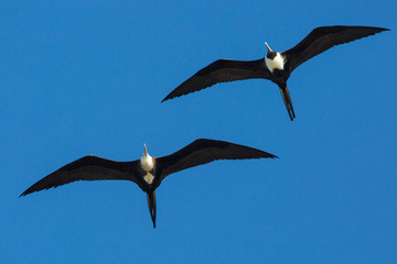 Wild frigatebird outside of Fort Jefferson in Dry Tortugas National Park (Florida).