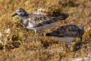 Wild Ruddy Turnstone (bird) outside of Fort Jefferson in Dry Tortugas National Park (Florida).