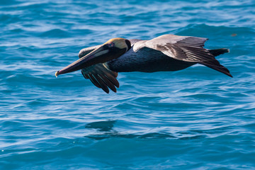 Wild Brown Pelican outside of Fort Jefferson during the day in Dry Tortugas National Park