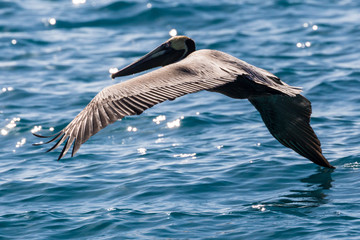 Wild Brown Pelican outside of Fort Jefferson during the day in Dry Tortugas National Park