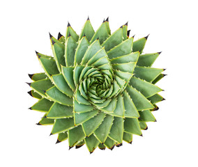 Spiral Aloe.Aloe polyphylla isolated on white background