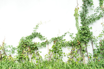 ivy leaves isolated on a white background