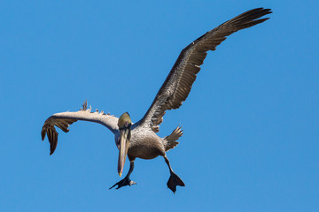 Wild Brown Pelican outside of Fort Jefferson during the day in Dry Tortugas National Park