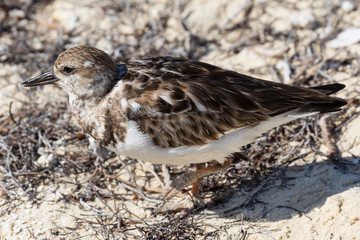 Wild Ruddy Turnstone (bird) outside of Fort Jefferson in Dry Tortugas National Park (Florida).
