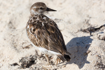 Wild Ruddy Turnstone (bird) outside of Fort Jefferson in Dry Tortugas National Park (Florida).