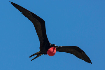 A wild magnificent frigatebird flying outside of Fort Jefferson in Dry Tortugas National Park...
