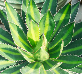 Sharp pointed agave plant leaves
