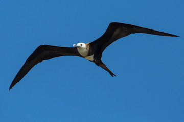 Wild frigatebird outside of Fort Jefferson in Dry Tortugas National Park (Florida).
