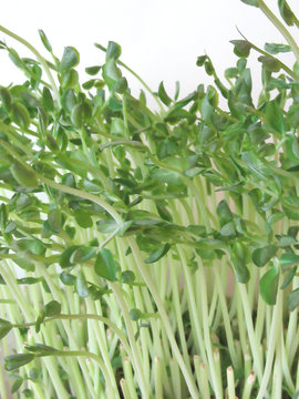 1 192 Best 水耕栽培images Stock Photos Vectors Adobe Stock