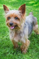 Happy yorkshire terrier playing outside in grass