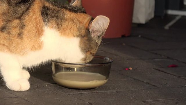 cat drinking milk on terrace