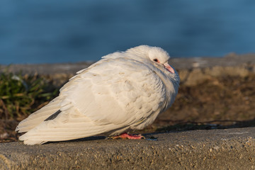 A White Pigeon Being Warmed by the Sun in the Morning