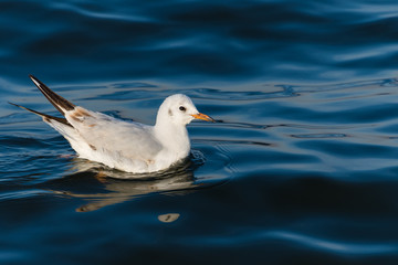 A White Gull Swimming on the Lake at Sunrise