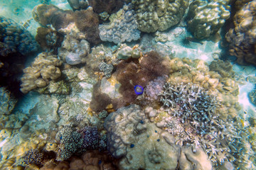 Plakat beautiful view of coral in undersea world
