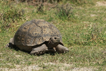 Large old Leopard Tortoise in natural vegetation in southern Africa.