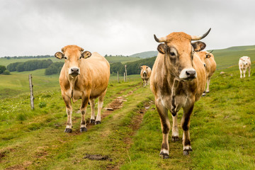The pilgrimage way to santiago de Compostela is occupied by cows of the Aubrac breed