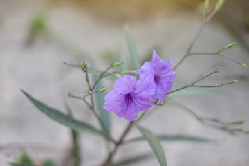 Purple flower of Waterkanon, Watrakanu, Minnieroot, Iron root, Feverroot, Popping pod, Cracker plant, Trai-no, Toi ting with sunlight on blur nature background.