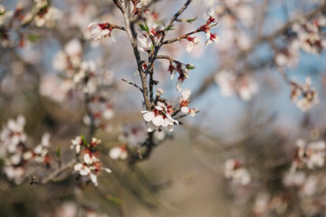 Almond tree in bloom