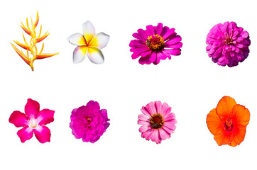 Flowers of various kinds isolate on white background.