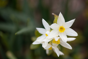 白いラッパズイセン