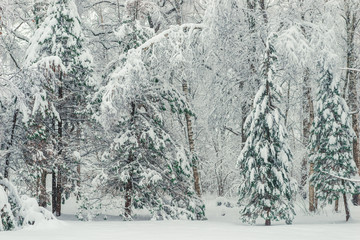 beautiful nature - fluffy little trees in the winter park covered with snow