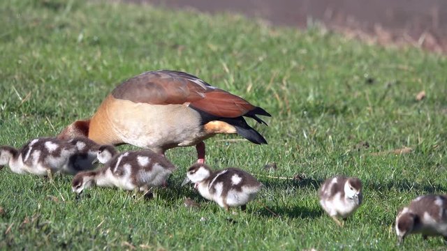 Nilgans, Egyptian goose&nbsp;(Alopochen aegyptiaca)