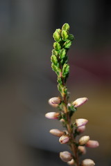 Tokyo,Japan-March 1, 2019: Calluna vulgaris or Erica vulgaris or Scotch heather
